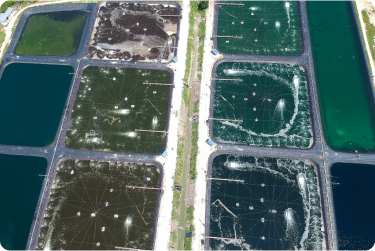 The Shrimp Fry Hatchery